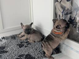 Two lovely french bulldog puppies
