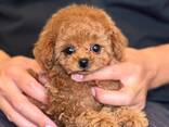 У нас в продаже два очаровательных щенка той-пуделя, зарегистрированных в IKC (Индийском к - фото 3