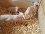 Unieke albino Dobermann-puppy's op zoek naar een blijvend thuis! - photo 3