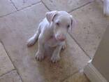 Unieke albino Dobermann-puppy's op zoek naar een blijvend thuis! - photo 2