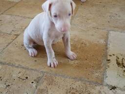 Unieke albino Dobermann-puppy's op zoek naar een blijvend thuis!