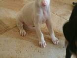Unieke albino Dobermann-puppy's op zoek naar een blijvend thuis! - photo 1