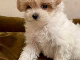 Vriendelijke Maltipoo-puppy's direct beschikbaar.