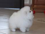 We hebben twee schattige Pomeriaan-puppy's van 3 maanden oud, - фото 1