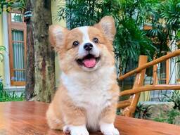 Welsh Corgi-puppy's