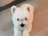 West Highland White Terrier-pupp - фото 1