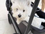 West Highland White Terrier-pupp - фото 2