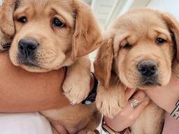 WhatsApp me op. .. ..  Dikke Labrador-puppy's ter adoptie