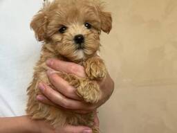 WhatsApp me op. .. ..  Prachtig nest cockapoo-puppy's