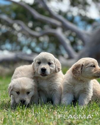 WhatsApp me op. .. ..  Prachtige golden retriever pups