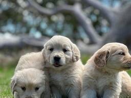 WhatsApp me op.....  Prachtige golden retriever pups