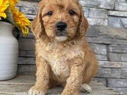 WhatsApp me op. .. ..  Prachtige speelse F1 labradoodles