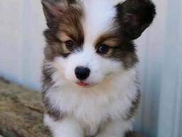 WhatsApp me op. .. ..  Prachtige Welsh Pembroke Corgi-puppy's