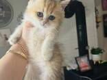 WhatsApp me op. .. ..  Scottish Fold kittens - photo 1
