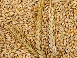Wholesale 100% Organic Barley / Malt Barley Grain Ready For Export