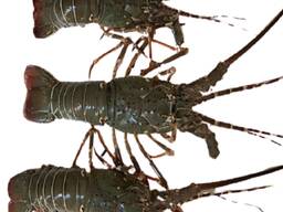 Wholesale Frozen Fresh Lobster Seafood for sale. Chilled Lobster Tails. Frosty Lobster Del
