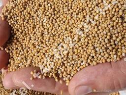 Wit mosterdzaad (Sinapis alba)