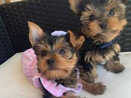 Yorkie-puppy's van 10 weken oud
