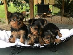 Yorkshire Terrier-puppy zoekt een liefdevol thuis