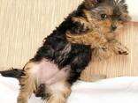 Yorkshire Terrier-puppy's zoeken een liefdevol thuis - photo 1