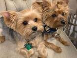 Yorkshire Terrier-puppy's zoeken een liefdevol thuis - photo 2