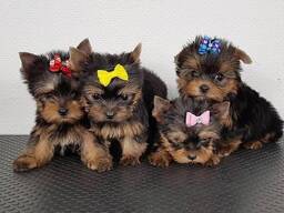Yorkshire Terrier pups WhatsApp me op. .. ..