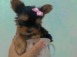 Yorkshire Terrier (Yorkie) pups van 10 weken oud – klaar voor een liefdevol thuis!