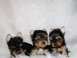 Yorkshire Terrier (Yorkie) pups van 10 weken oud – klaar voor een liefdevol thuis! - фото 1
