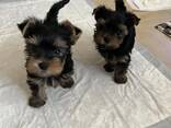 Yorkshire Terrier (Yorkie) pups van 10 weken oud – klaar voor een liefdevol thuis! - фото 2