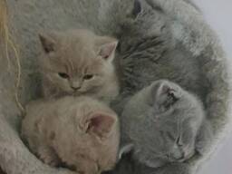 Здоровая британская короткошерстная