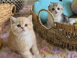 Котята шотландской вислоухой породы