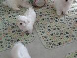 Zuivere Maltezer puppy's beschikbaar. - photo 1