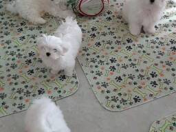 Zuivere Maltezer puppy's beschikbaar.